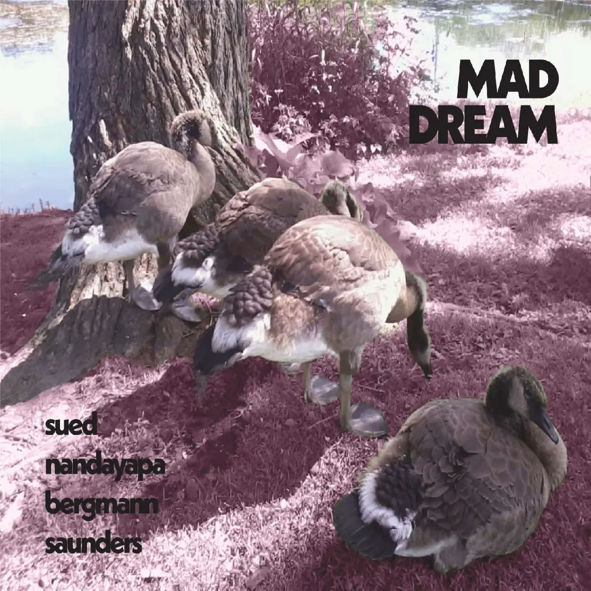 Sued Nandayapa Bergmann Saunders - Mad Dream (2024)