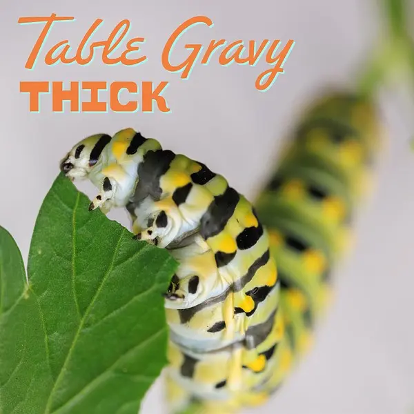 Table Gravy - Thick (2024)