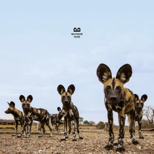 Balthazar - Fever 2019