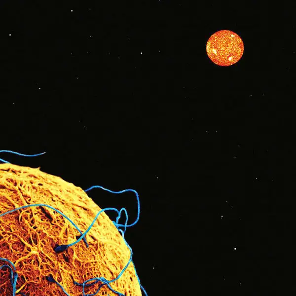 Phideaux – Snowtorch - 2011